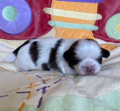 CHIOT 1