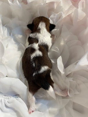 CHIOT 2
