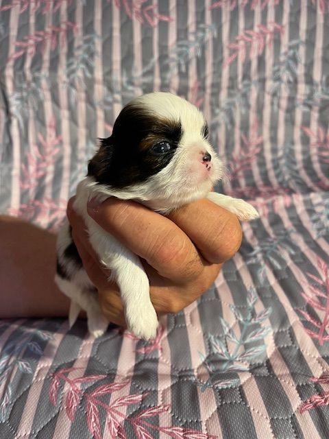 Mandarin Garden's - Chiots disponibles - Shih Tzu