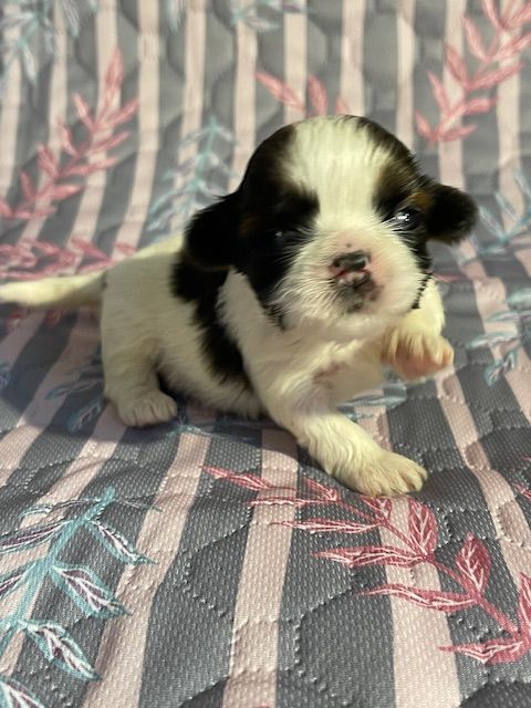 Mandarin Garden's - Chiots disponibles - Shih Tzu
